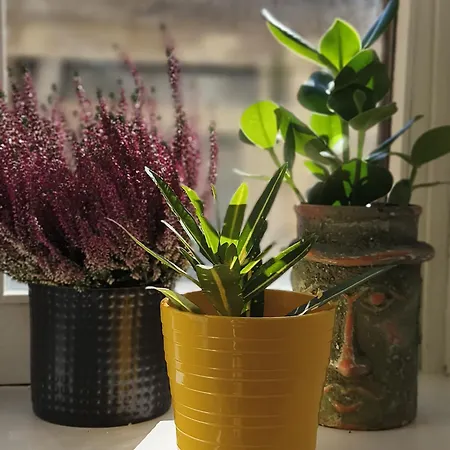 Regina Partenope Apartman *