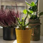 Regina Partenope Apartment *